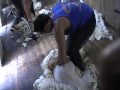 sheep shearing in wairarapa