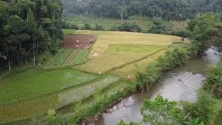 Nature’s Calm: A Morning in Indonesian Rice Fields