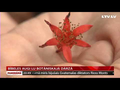 Video: Tauriņu dārzi: ziedi un augi, kas piesaista tauriņus