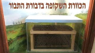 הקמת כוורת התצפית השקופה הקבועה במכון הרדייה בדבורת התבור