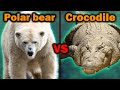 Polar bear vs Saltwater crocodile - Who Would Win In A Fight?