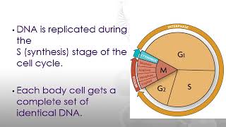 Section 8.3 - DNA Replication
