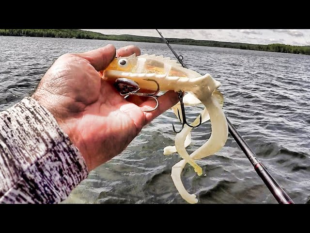 MUSKY FISHING WEED EDGES!! - Targeting Muskies with Rubber Baits 