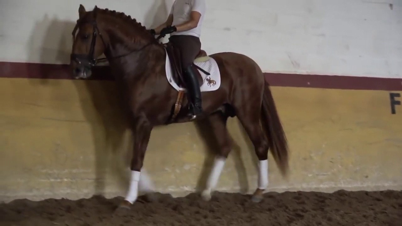 Chestnut Lusitano stallion YouTube