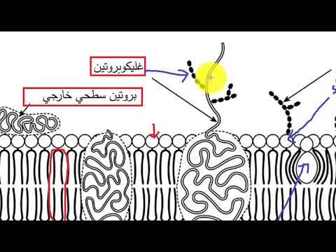 حل موضوع  2022 شعبة علوم تجريبية الموضوع 1