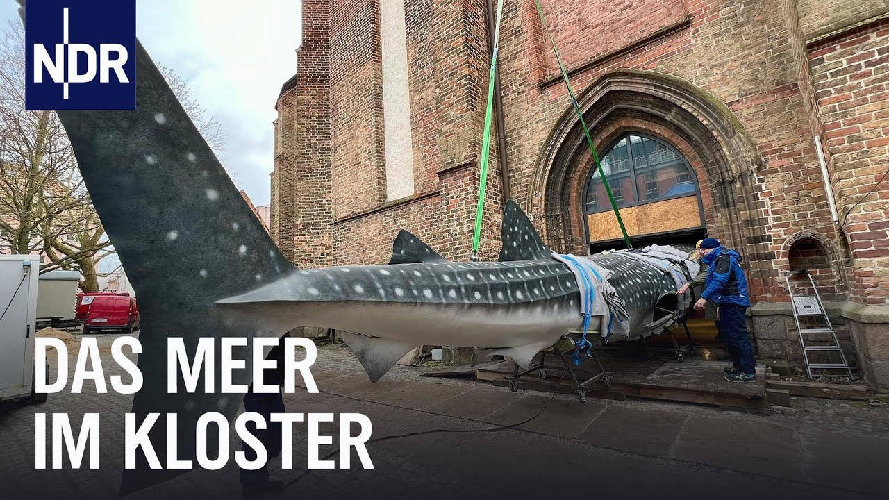 Trotz Baustopp und Datenklau: Comeback fürs Meeresmuseum Stralsund | die nordstory | NDR Doku