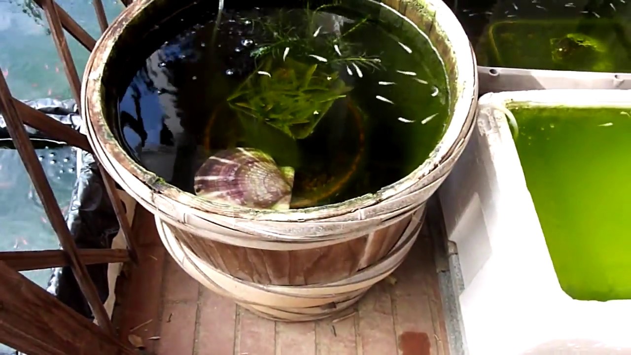めだか稚魚５００匹冬越しプロジェクト Youtube