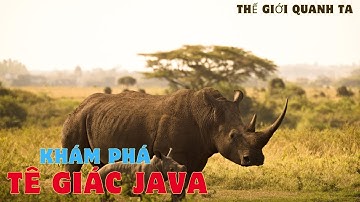 khám phá chi tiết về loài tê giác java quý hiếm
