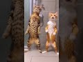 息がピッタリな猫のダンス