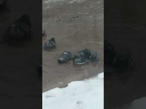 Моржи январские #птицы