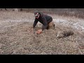 The Most IMPORTANT Part To SUCCESSFUL COYOTE TRAPPING!!!!