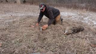 The Most IMPORTANT Part To SUCCESSFUL COYOTE TRAPPING!!!!