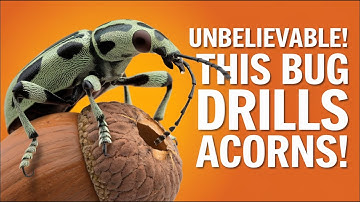 Acorn Weevil | The Drill Insect