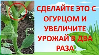 НЕ ПОДВЯЗЫВАЙТЕ ОГУРЦЫ ПОКА НЕ ПОСМОТРИТЕ ЭТО ВИДЕО!!! Как выращивать огурцы