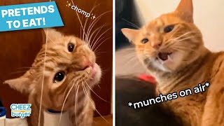 Meet Wally, A Ginger Cat Who Pretends To Eat Everything