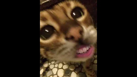 Watch the video about Super funny talking Bengal!!