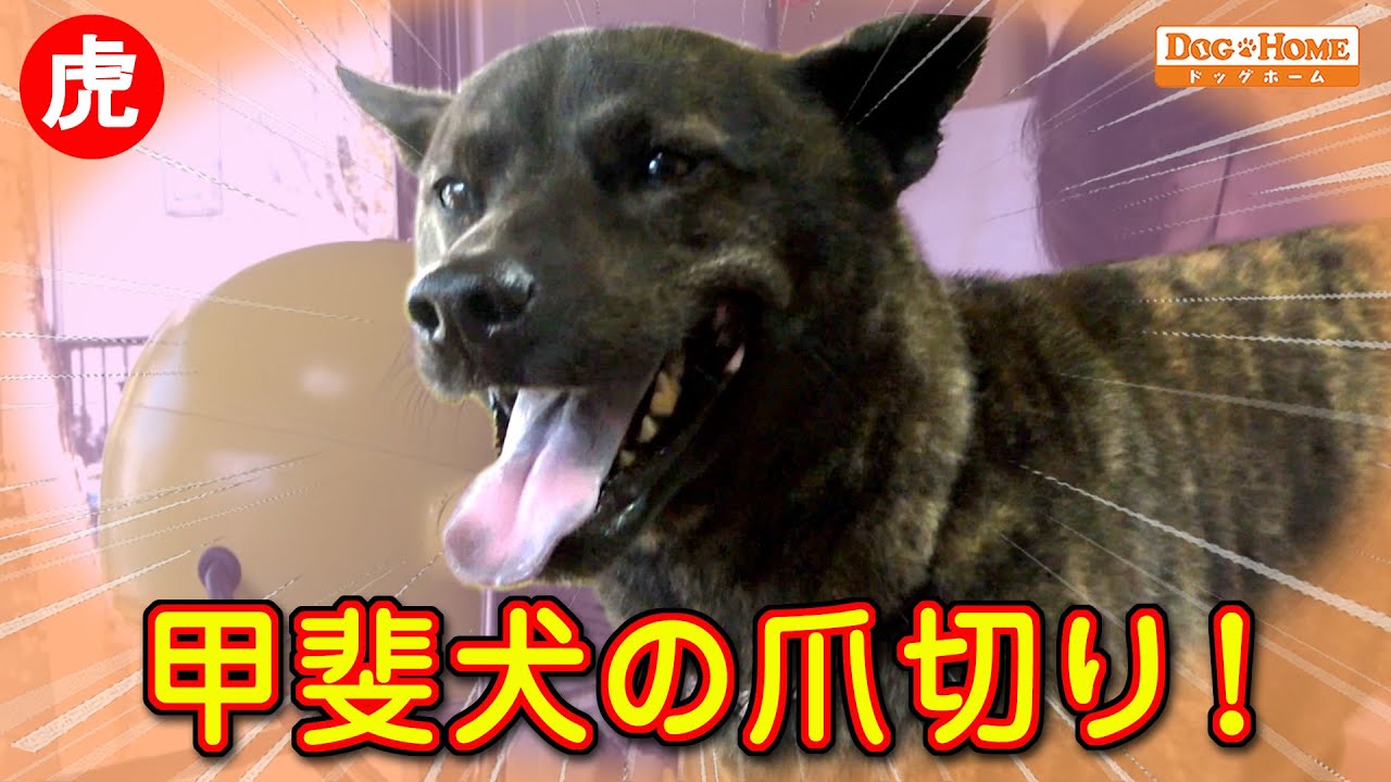 苦手な事でも大丈夫と認識すると我慢できる、甲斐犬の賢さ【甲斐犬のこまちゃんの仕上げ編】　୨୧∵トリミング サロン DOG HOME ドッグホーム∵୨୧