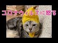 大阪弁をしゃべる猫がコロナウィルスに説教！おしゃべりペット