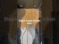Stupid simple worm trap makes free chicken feed. 🤢