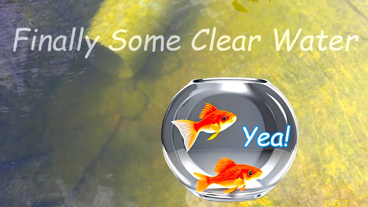 Goldfish Pond Raised General Hardness Levels and Finally Clear Water ... - Why Water Hardness Matters For Goldfish