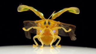 Ruby Gold Tortoise Beetle walking and taking off in Slow Motion