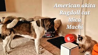 Ragdoll cat & American Akita dog_Special pets Ep.107 Mica Machi by micamachi 60 views 1 year ago 58 seconds