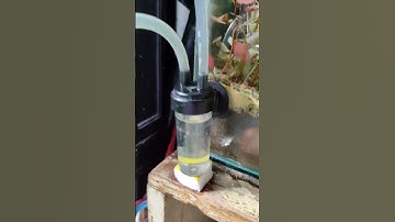 Thumbnail of CO2 DIY Ragi + gula #co2#diy #aquascape #shorts