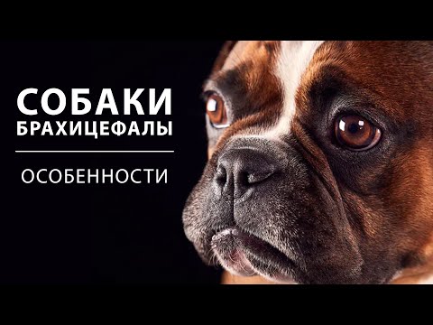 Собаки брахицефалы. Особенности брахицефалических пород собак