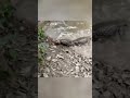 سمكة الكهرباء تصعق تمساح 