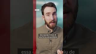 Cientistas descobrem MIL novas espécies marinhas 🌊