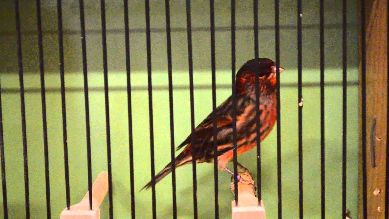 DM 2016 - Kanarienvogel - Schwarz Rot Schimmel