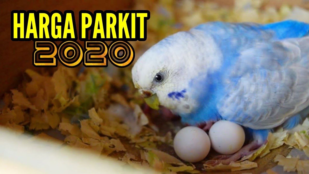 Harga Parkit Lokal Terupdate 
