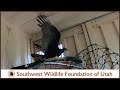 Turkey Vulture Release: Threatening and Hissing after 8 Months Rehabilitation