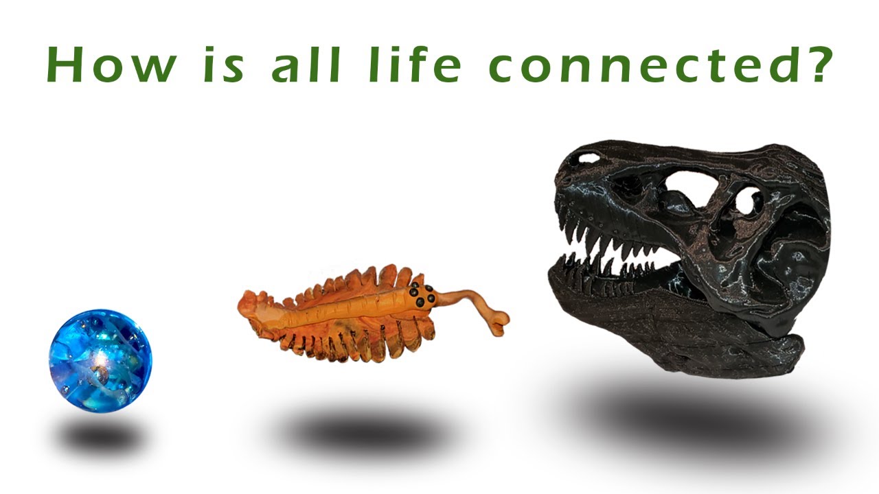 Evolution of Life on Earth The SHOCKING Truth - YouTube