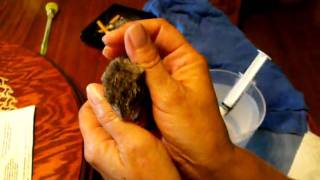 dscf0118.av ibaby bunny