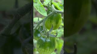 Tutto Lorto In Due Minuti E Trenta Partendo Dai Semi