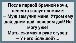 Как Жених Невесту Замучил! Сборник Свежих Анекдотов! Юмор!