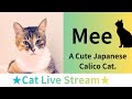 ★Cat Live Stream★81【Meow Meow】