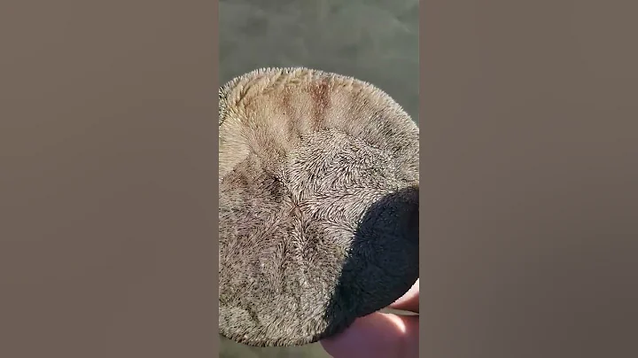 Live sand dollar