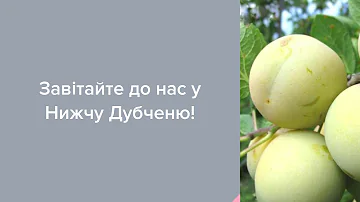 Садовый Центр Зелений Двір - Слива Ренклод Улена с ОКС