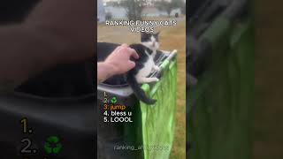 #cats #recomendations #funny