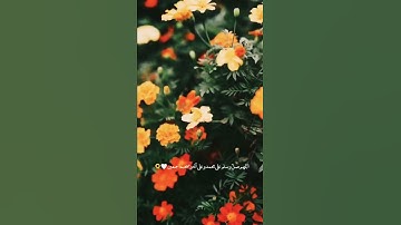 آيات بينات من الذكر الحكيم 🌺