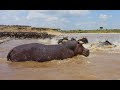 Baby Hippo Gets Lost From Mum In River Full Of Crocodiles