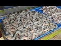Шри Ланка, рыбный рынок Галле