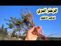 زراعة الزعتر البري