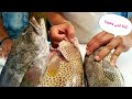 أجود واغلي نوع سمك في مصر || وازاي نعرف نمييز بين الاصلي البلدي منه والتقليد/Thickness of grouper