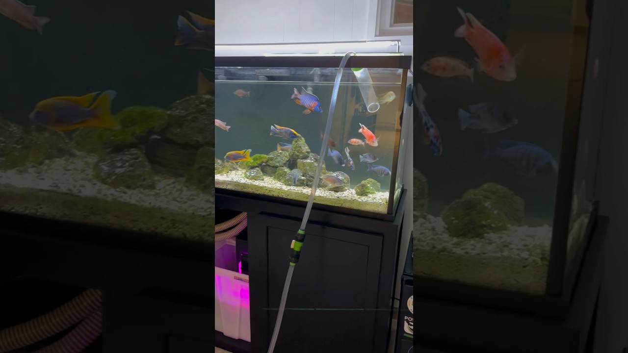 I have one betta in 10l( 2,5 gal) aquarium with hang on the back