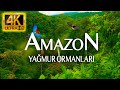 4k amazon yamur ormanlari  dnlendrc doa ve mzk vdeosu