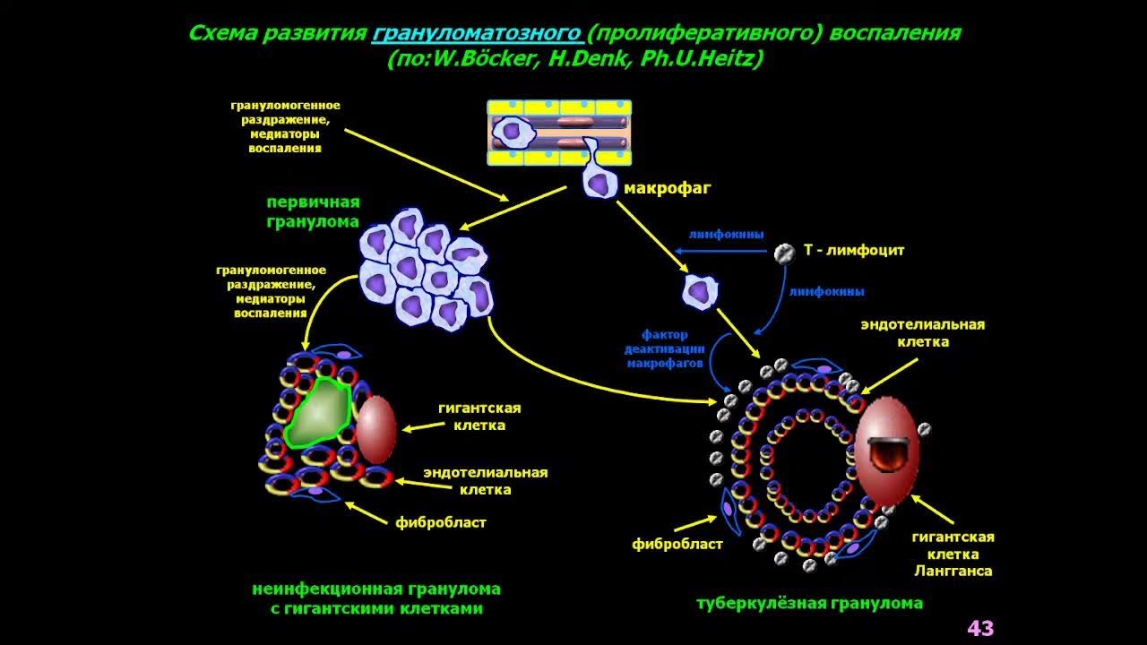 Механизм действия воспаления. Клеточные реакции в очаге воспаления. Механизмы нарушения тканевого обмена при развитии воспаления. Механизм воспалительной реакции. Воспаление стадии воспаления патофизиология.