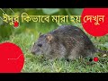 rat kill video,ইদুর মারার ভিডিও,বাংলার ইদুর মারা ভিডিও